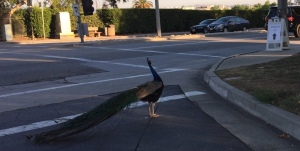 Why did the peacock cross the road?  To see Mystery Lit, of course!  (And doesn't this one look really proud?  Loving it!) Photo by Karen Salkin.