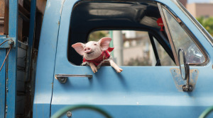 How cute is that little pig?!  He's the star of the film, as far as I'm concerned. 