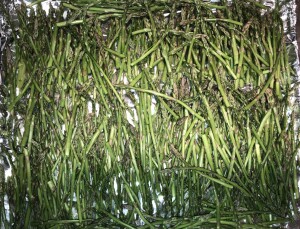 All four bunches of asparagus, cut, rinsed, and ready to go in the over. Photo by Karen Salkin.