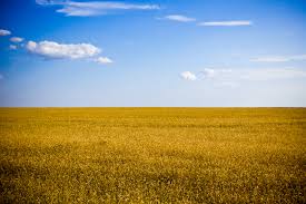 What the Ukrainian flag is said to emulate: blue sky above yellow field of wheat or sunflowers, its National Flower.