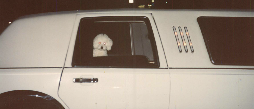 Clarence looking out of the stretch limo, wondering where Karen had gone. Photo by Karen Salkin.